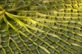 Close-up of underside of leaf Victoria amazonica genus of water-lilies