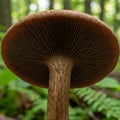 Close-up of the underside of a mushroom in a forest setting, showing the gills radiati Royalty Free Stock Photo