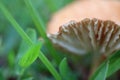 Close up of the underside of mushroom gills in green grass