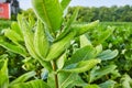 Close up of underside of nonflowering milkweed plant on farm