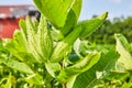 Close up of underside of nonflowering milkweed plant on farmland