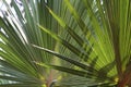 Close Up of the Underside of Two Red Latan Palm Leaves in the Sunlight