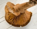 Close-up of underside of wild mushroom. Rich texture and details of the gills.