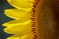 A close-up of a part of a yellow sunflower creates an abstract background. Macro photo Royalty Free Stock Photo