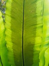 A close-up undersides of a bird nest fern Asplenium leaf Royalty Free Stock Photo