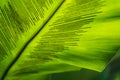 A close-up undersides of a bird nest fern Asplenium leaf under the sunlight Royalty Free Stock Photo
