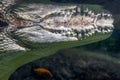 Close-up of underwater crocodile tooth reflected on the surface from below. Royalty Free Stock Photo