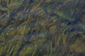 Close up underwater green seaweed plant in freshwater river water.