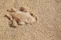 Sole fish on the sand bottom Royalty Free Stock Photo