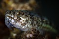 Lizardfish close-up underwater portrait with sharp teeth Royalty Free Stock Photo