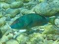 Close-up underwaterphoto of a Stoplight parrotfish (Sparisoma viride) in the Caribbean Sea Royalty Free Stock Photo