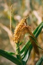 Close-up of an undeveloped corn cob with yellow kernels and silk on a green stalk in the field Royalty Free Stock Photo