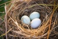 close-up of an unfertilized birds nest