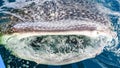 Close-up and Unfocused view of The Gaping Mouth and Jaws of the Whale Shark