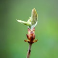 Close up of an unfolding bud of a horse chestnut tree