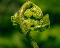 Close up of Unfolding Fern Frond C