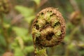 Close up of an Unfurling Bracken Fern (Pteridium) Fiddlehead  from North Wales  UK Royalty Free Stock Photo