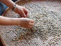 Close up of unidentified person hand pick roast coffee