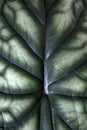 Close up of leaf pattern of an exotic `Alocasia Baginda Cuprea Dragon Scale` house plant background