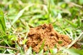 Unknown excavator wasp in grass soil