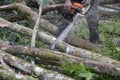 Close-up of an unknown woodcutter sawing tree trunk in motion and sawdust fly to side. Royalty Free Stock Photo