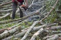 Close-up of an unknown woodcutter sawing tree trunk in motion and sawdust fly to side. Royalty Free Stock Photo