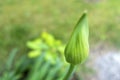 Unopened bud flower in nature Royalty Free Stock Photo