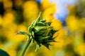 Close up unopened bud Sunflowers Helianthus annuus on a stem Royalty Free Stock Photo