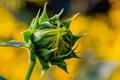 Close up unopened bud Sunflowers Helianthus annuus on a stem Royalty Free Stock Photo