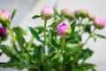 Close up Unopened pink peony bud in the vase