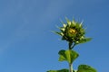 A close up of unopened sunflower bud (Helianthus annuus) against the blue sky Royalty Free Stock Photo