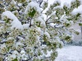 CLOSE UP: Unpredictable spring snowstorm covers a budding cherry tree with snow