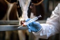 veterinarian in latex gloves preparing a cow vaccination syringe at the farm