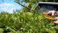 CLOSE UP: Unrecognizable gardener trimming the outgrown bush on sunny summer day Royalty Free Stock Photo