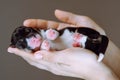 Close up unrecognizable human hands carefully holding small sleepy puppy of Welsh corgi dog on gray studio background