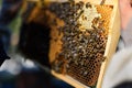 Close-up of unrecognizable man beekeeper holding honeycomb frame full of bees.