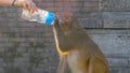 CLOSE UP: Unrecognizable woman gives a bottle of water to a thirsty monkey.