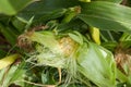 Close-up of unripe corn cob with yellow grains in green skin on a farm or vegetable garden in a village on a summer day