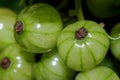 Close up unripe currant berries on the bush. shallow depth of field, macro photography Royalty Free Stock Photo