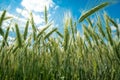 Close-up of unripe green ears of triticale against the sky Royalty Free Stock Photo