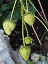 Close up of unripe green strawberries