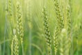 Close up unripe green wheat stems, wet from rain