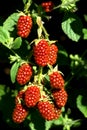 Blackberries / Rubus sectio Rubus
