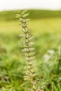 Close up of unripe seed pods on plant of Wild perennial lupine, Lupinus perennis