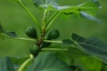 Unripe small figs growing on the tree