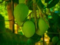 Close-up of unripe small mango at the garden