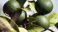 Close up of unripe tangerines.