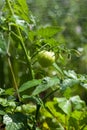 Close-up of unripe tomato