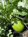 Close Up of Unripe Watermelon Melon Fruits