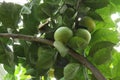 Close up of unripened Calamondin Oranges ripening on the branch of a tree Royalty Free Stock Photo